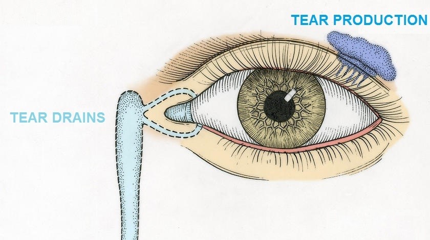 Eye ducts